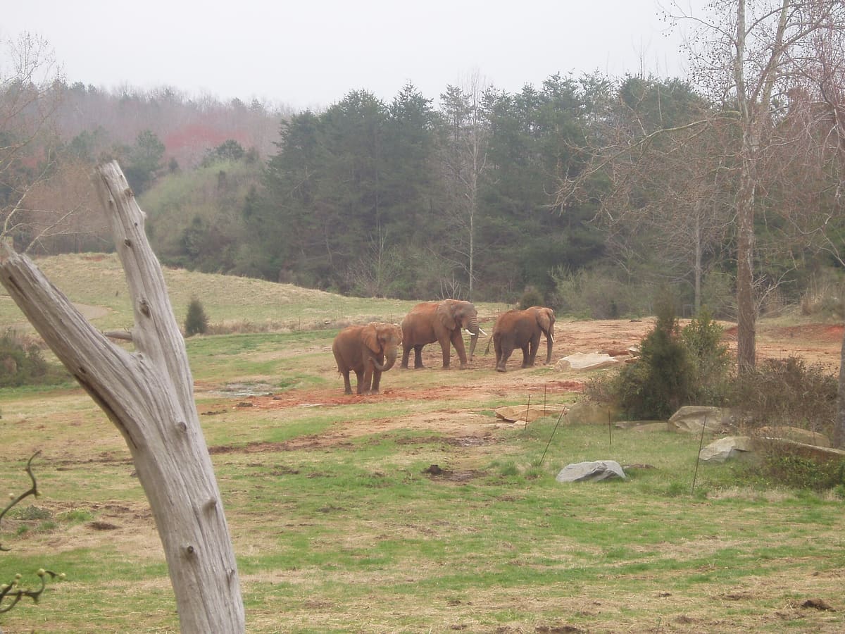 African elephants roaming the Watani Grasslands habitat at the North Carolina Zoo