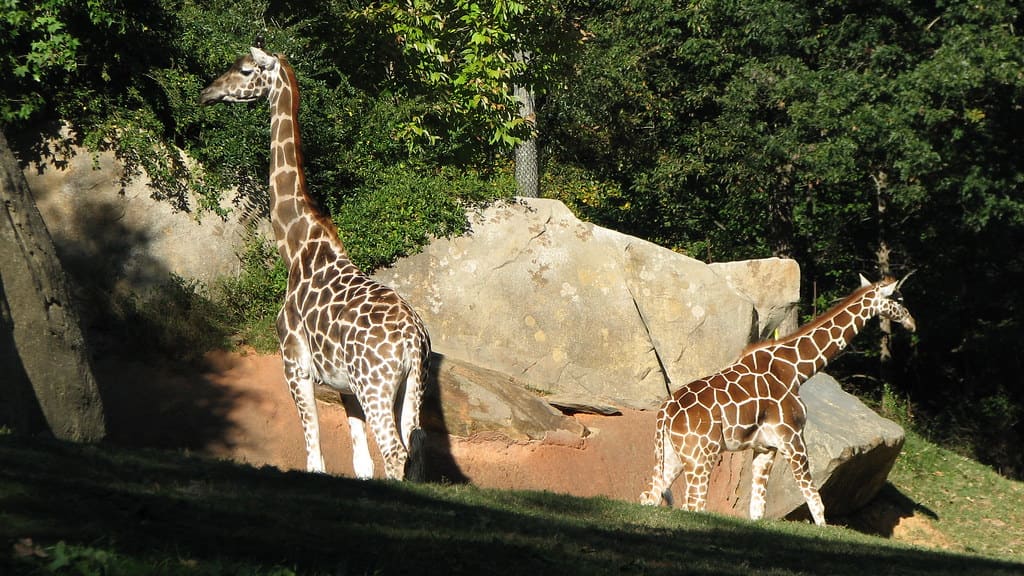 Two giraffes standing among boulders in a natural habitat at the North Carolina Zoo